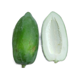 广西新鲜青木瓜 生木瓜 做沙拉 做木瓜酸