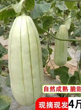 大荔高石高氏脆瓜甜瓜现摘现发