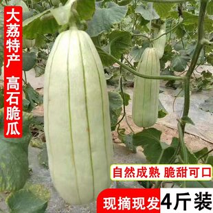 26年大荔高石脆瓜高氏甜瓜整箱包邮产地现摘现发非山东羊角蜜