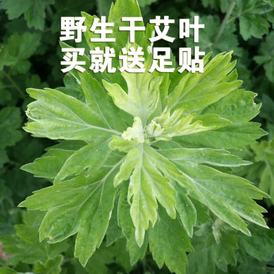 野生驱寒散湿足浴包干艾叶图片