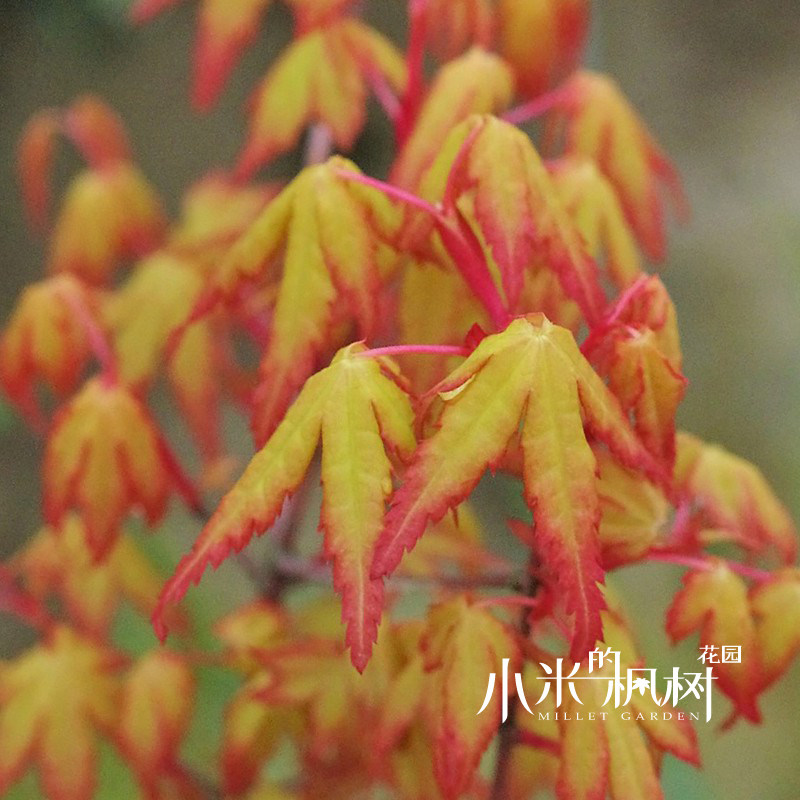 袖锦 日本枫进口品种 黄金枫红枫苗花园庭院阳台室内盆栽枫树盆景|ruв категории доставка цветов/цветок моделирования/растения садоводства, садовое растение/даосское дерево/фруктовых деревьев, видовой лист/цветочный куст - от Buy2taobao.com для оказания профессиональной услуги покупки агента Taobao