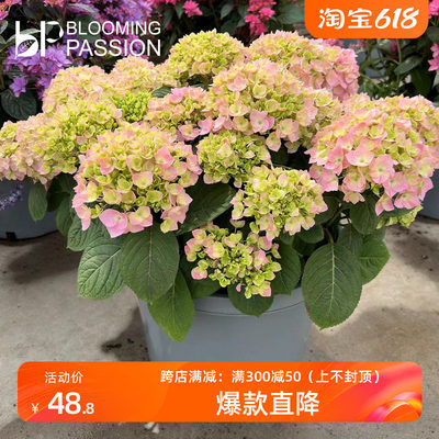 BP花卉梦想蓝天绣球花盆栽1加仑2加仑庭院阳台花园易养植物多年生