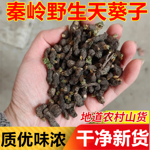 秦岭天葵子中药材正品紫背千年老鼠屎野生新货金耗子屎天葵根干货