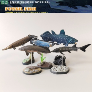 现货正版散货日本COLORATA蝴蝶社古代鱼立体图鉴腔棘鱼中华鲟摆件