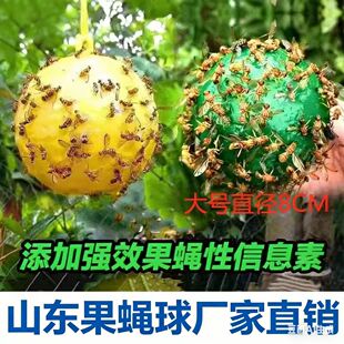 粘虫球诱蝇球果园柑橘大实蝇瓜果实蝇针蜂果蝇诱捕器粘蝇球柑橘球
