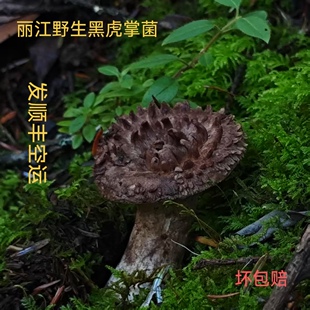 丽江高山野生新鲜黑虎掌菌(鲜货顺丰空运)