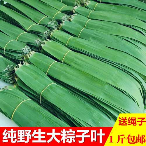 粽子叶芒叶免邮新鲜大号100片