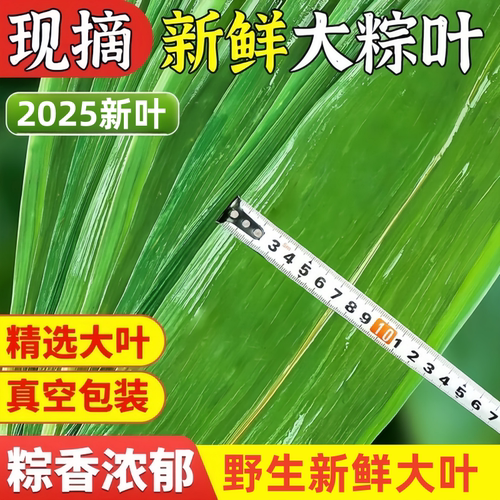 官方推荐新鲜粽子叶大号精选包粽子专用的叶子端午鲜叶干叶特大号