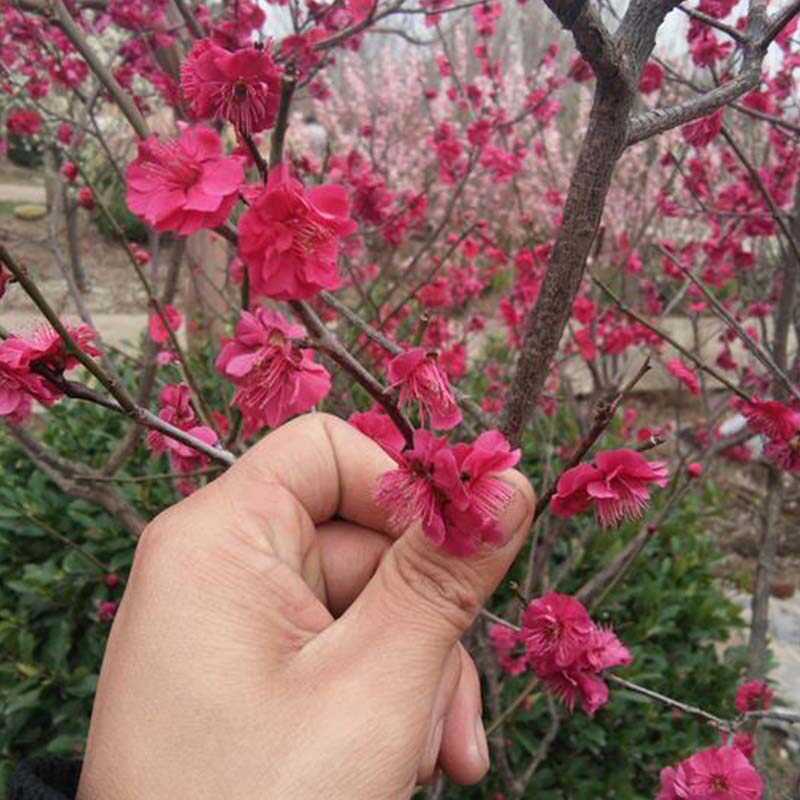 原生红须朱砂梅国旗红大红色红梅骨里红梅花绿梅乌羽玉南北方花卉