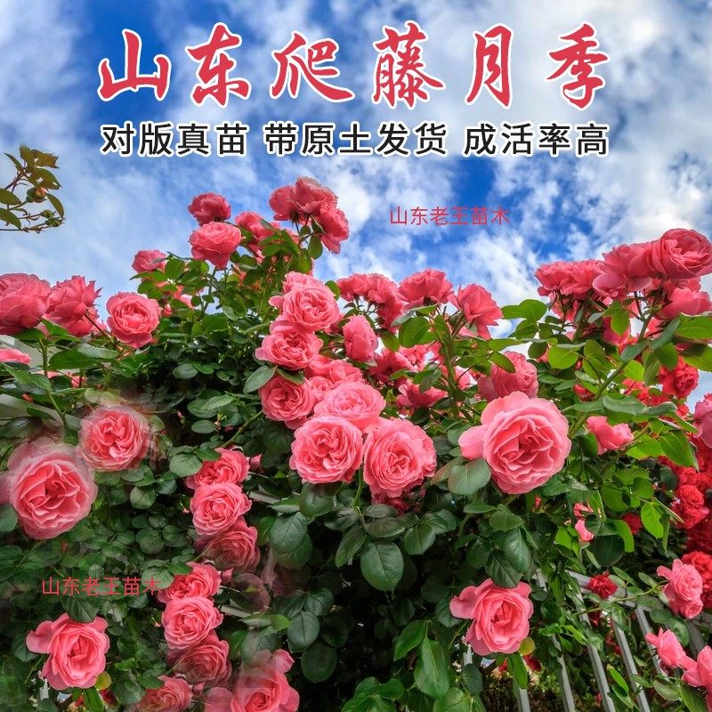 藤本欧月王妃甜梦小女孩小男孩五彩粉龙红龙月季花苗耐寒南北方花