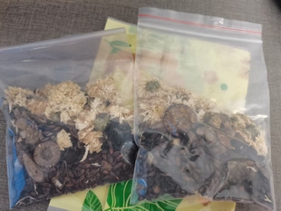 菊花3g 郁金9g 10付 炒槟榔6g 焦三仙9g