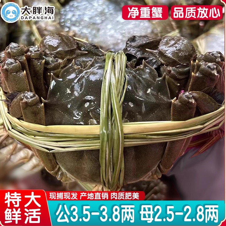公3.5两-3.8母2.5-2.8两8只大纵湖鲜活大闸蟹现货活蟹秋季礼盒装
