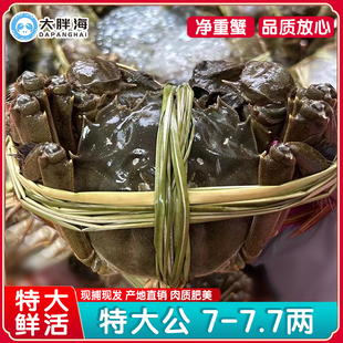 公蟹7两 7.7两大纵湖鲜活大闸蟹现货活蟹金秋谢礼礼盒装