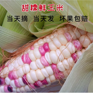 玉米鲜花甜糯生吃苞谷特产现摘