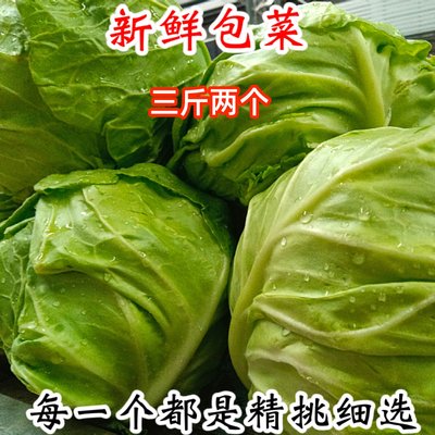 包菜甘蓝卷心菜蔬菜沙拉新鲜农家种植无公害轻食应季蔬菜大头菜10