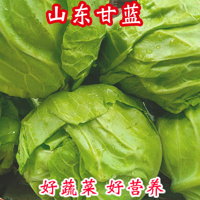 山东绿甘蓝新鲜卷心菜包菜大头菜蔬菜沙拉洋白菜泡菜农家自种包邮