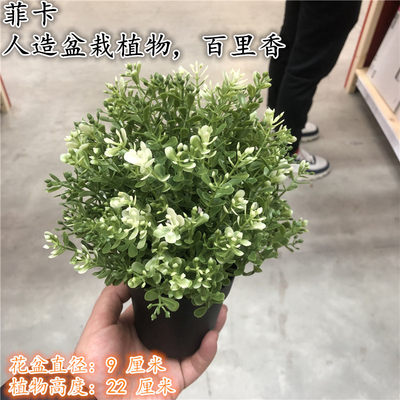 IKEA宜家 菲卡 人造盆栽植物, 百里香公司装饰绿植