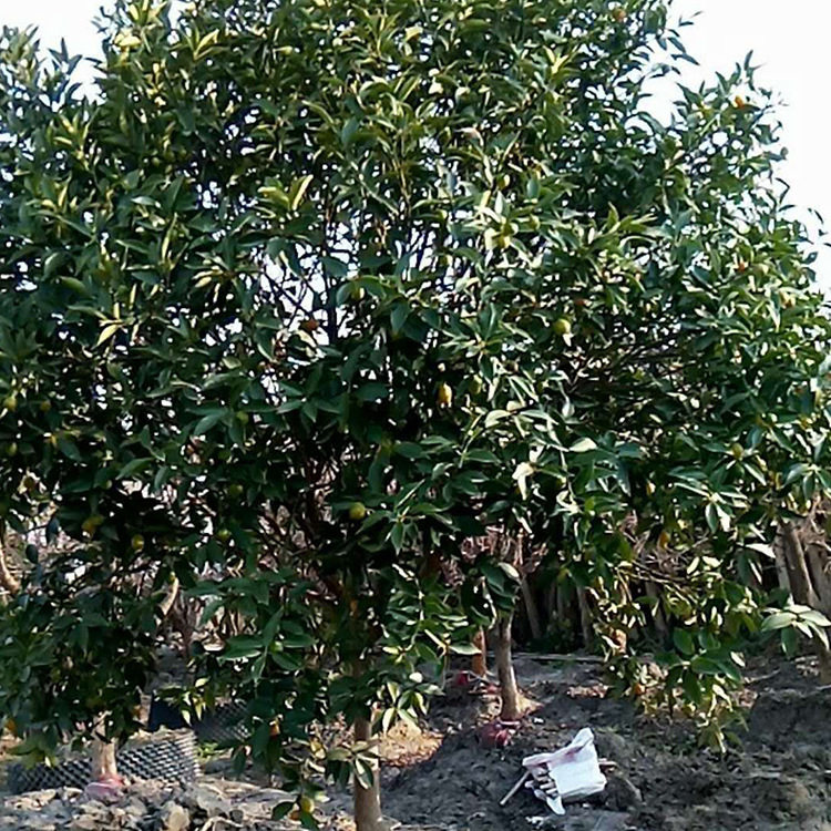 苗木 工程绿化 园林 金橘树 园林植物 黑土种植基质 量大从优