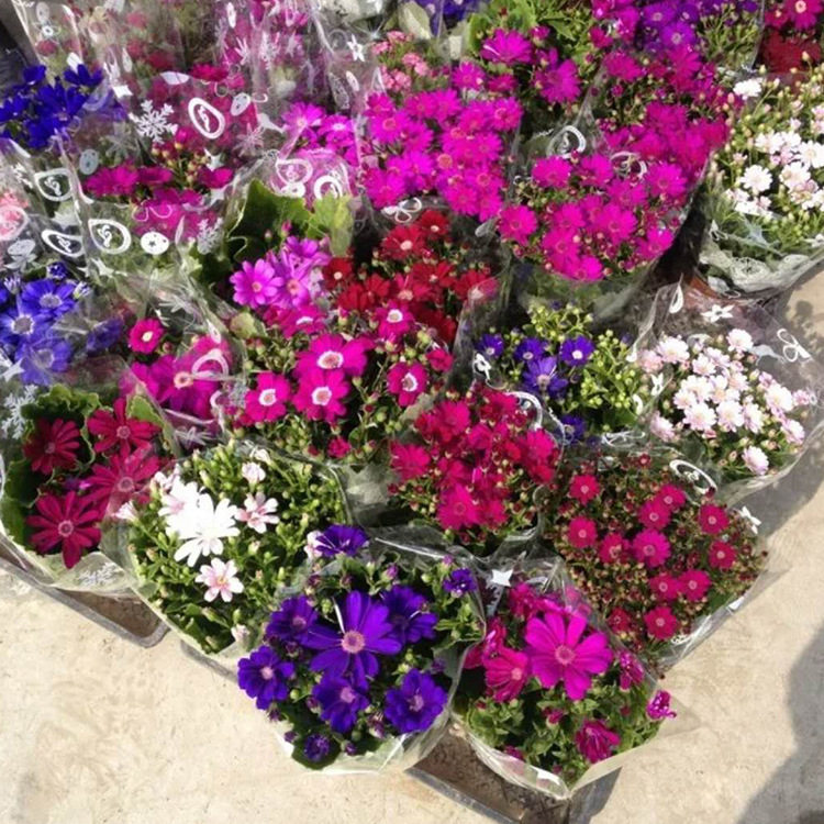 苗木 工程绿化 园林 大花瓜叶菊草花瓜叶菊 耐寒瓜叶菊 瓜叶菊