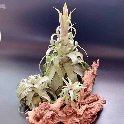 电烫卷T.streptophylla电卷 经典品种直供 基地 空气凤梨