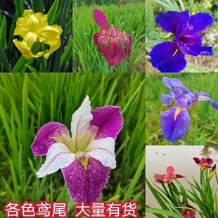 鸢尾花苗常绿鸢尾湿地植物黄菖蒲水生植物湿地水地栽工程绿化植物