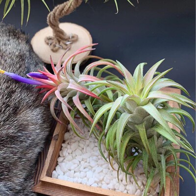 肥万汉 T.ionantha var.van-hyningli精灵橙万汉龙脊空气凤梨