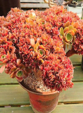 美杜莎灿烂万圣节绿羊绒缀化