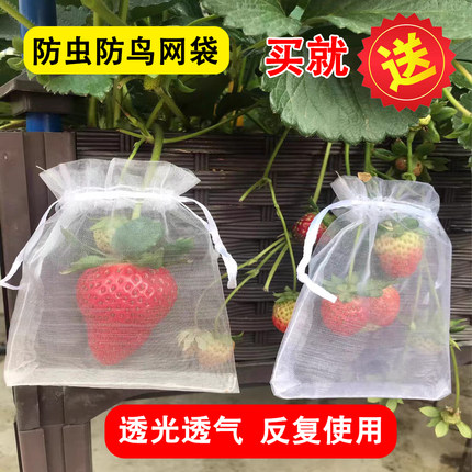 葡萄袋防鸟水果网纱套袋防水防雨防虫无花果柿子草莓蓝莓樱桃套袋