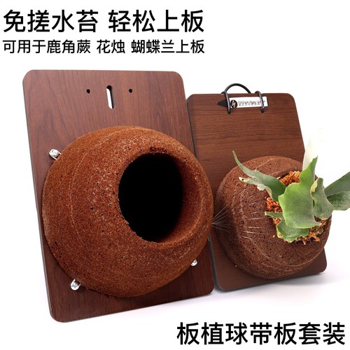 带底板套装免搓水苔球懒人鹿角蕨上板球蝴蝶兰透气碳绵基质植物墙