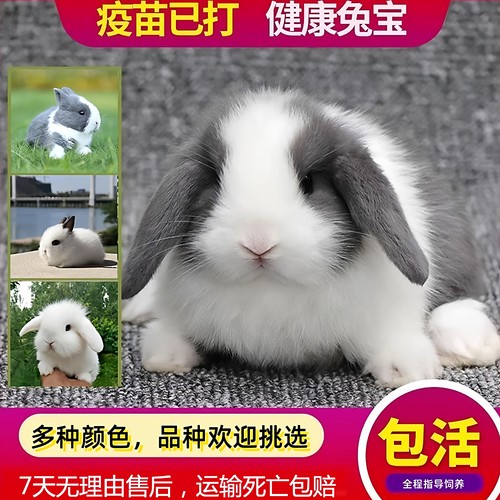 迷你侏儒兔荷兰纯种折耳兔