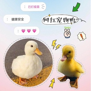 宠物鸭柯尔鸭活物网红鸭子活苗小黄鸭幼崽科尔鸭幼仔学生好养活
