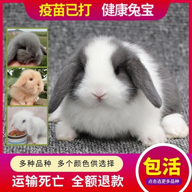 兔子活物小型侏儒兔荷兰纯种折耳兔迷你网红小宠物儿童好养垂耳兔_虎窝淘