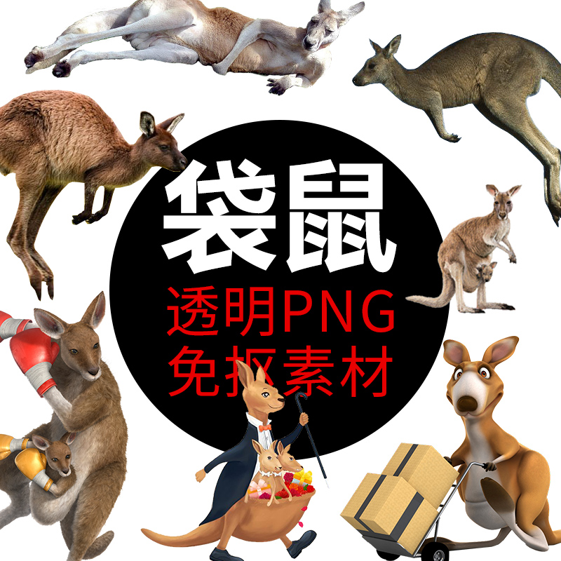 袋鼠动物png格式免抠图照片装饰卡通高清透明底元素设计素材插画
