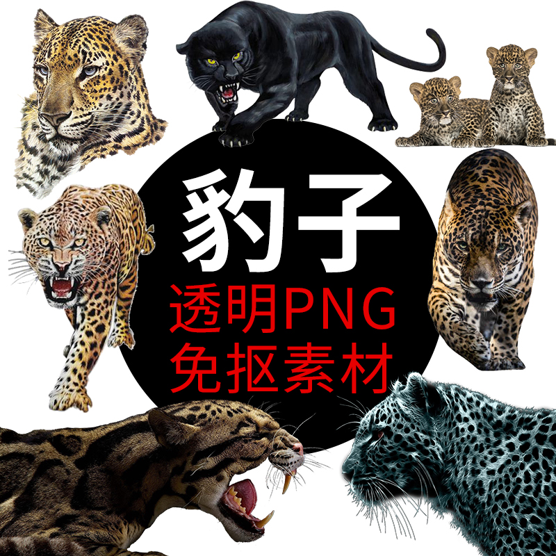 黑豹豹子动物PNG格式免抠图照片图片卡通高清透明底元素设计素材