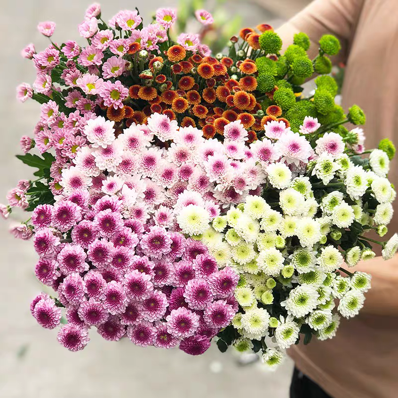 小雏菊鲜花粉色三文鱼鲜切花水养花束家庭插花云南基地直发