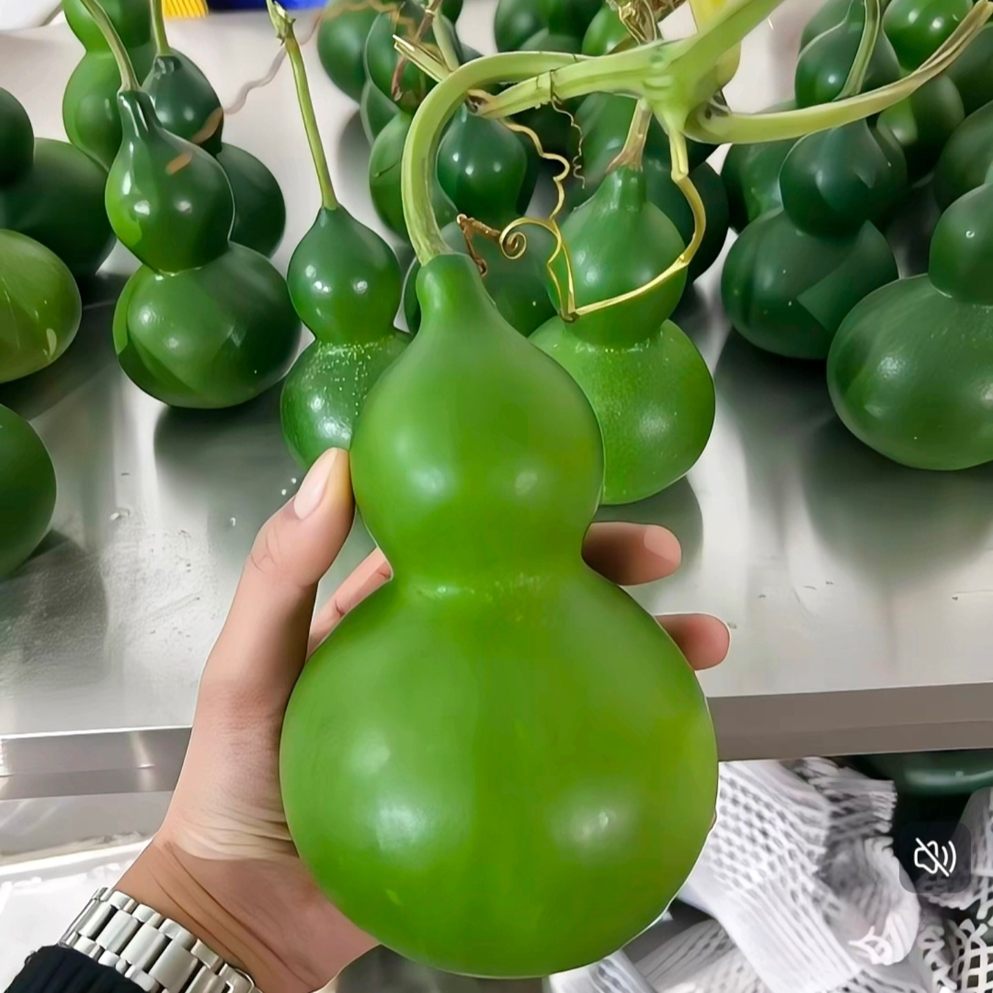 新鲜青皮葫芦翠绿葫芦福禄果观赏文玩吉祥好运云南基地现摘