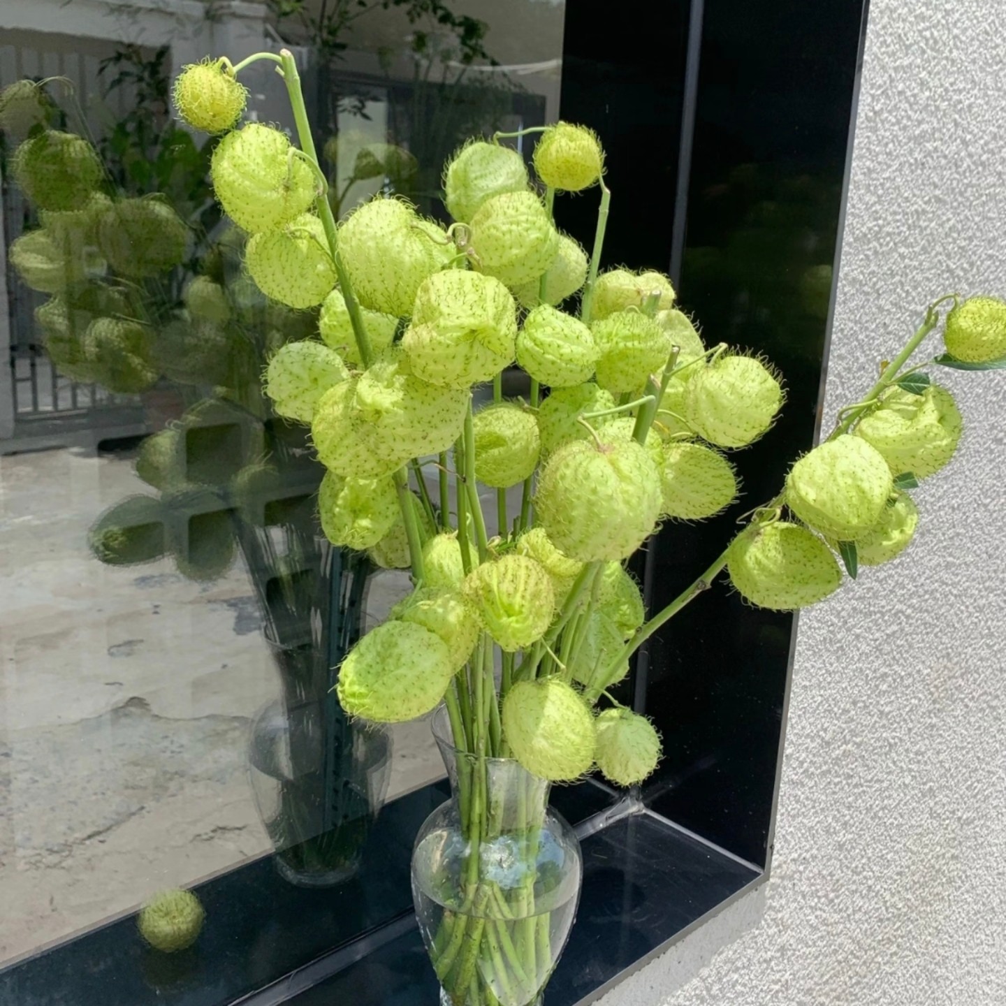 糖棉鲜花云南基地直发气球果绿植水培小众鲜花