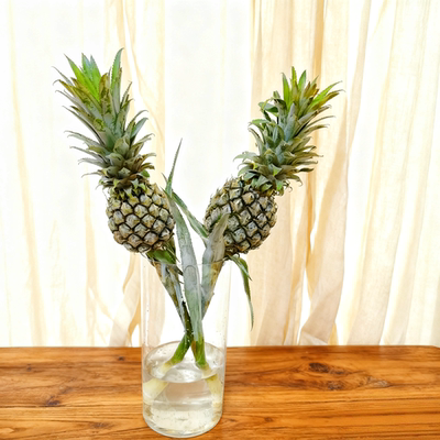 观赏小菠萝黑凤梨粉菠萝水培插花水养鲜花家居装饰云南基地直发