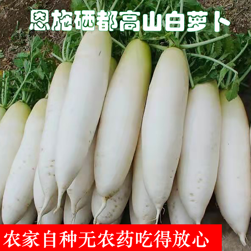 新鲜白萝卜当季蔬菜水果脆嫩萝卜泡菜胡萝卜恩施特产农家非青萝卜