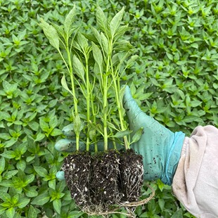 湖南省新款上市正宗樟树港辣椒苗土存活率高带教程指天价