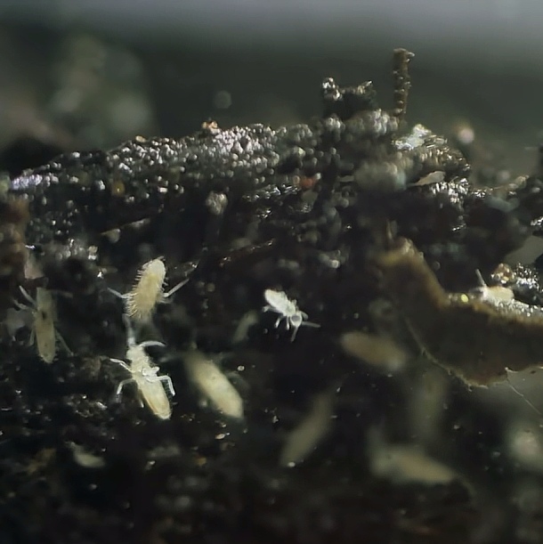 长角跳虫白符蜘蛛鼠妇伴侣吃腐烂食物残渣霉菌雨林生态缸抑制螨虫