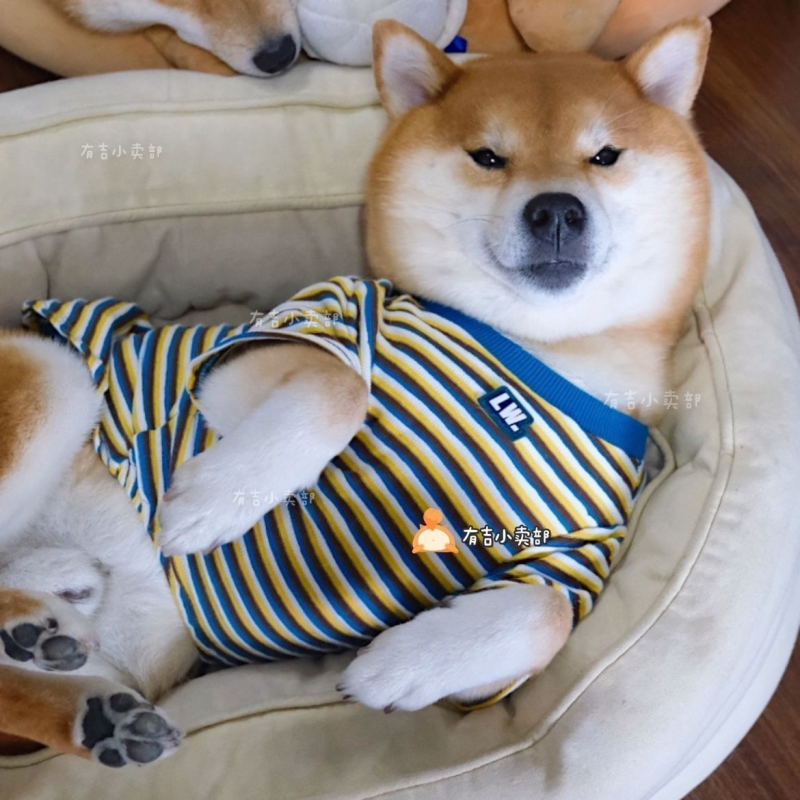 猫咪狗狗衣服新款秋装条纹T恤短袖泰迪雪纳瑞柴犬中小型犬宠物装