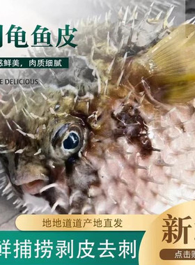 海南南海西沙群岛刺鲍鱼冰鲜去刺龟鱼皮晒干刺豚鱼皮海鲜干货500g