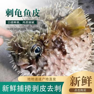 海南南海西沙群岛刺鲍鱼冰鲜去刺龟鱼皮晒干刺豚鱼皮海鲜干货500g