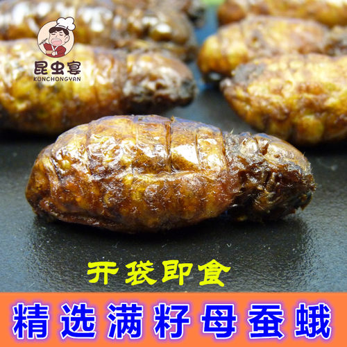 蚕蛾食用昆虫宴满籽母蚕蛾