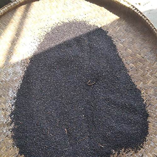 深山农家自种老品种小粒油黑芝麻出售了，26年的新芝麻，