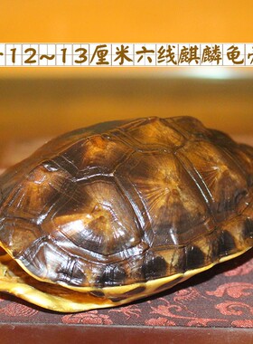 天然完整真乌龟壳文玩盘玩手把件龟甲家居客厅摆件送车挂礼品一套
