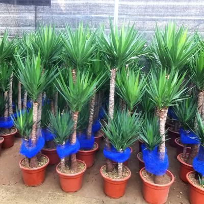 三杆步步高荷兰铁植物大型盆栽室内室外巨丝兰常青净化空气大网红