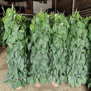 心叶藤杏叶藤心心相印花镜植物耐阴常绿易养活绿萝吊兰绿植物