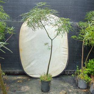 澳州佛肚树苗进口植物 大型客厅 室外 昆士兰瓶杆树 珍稀名贵树种